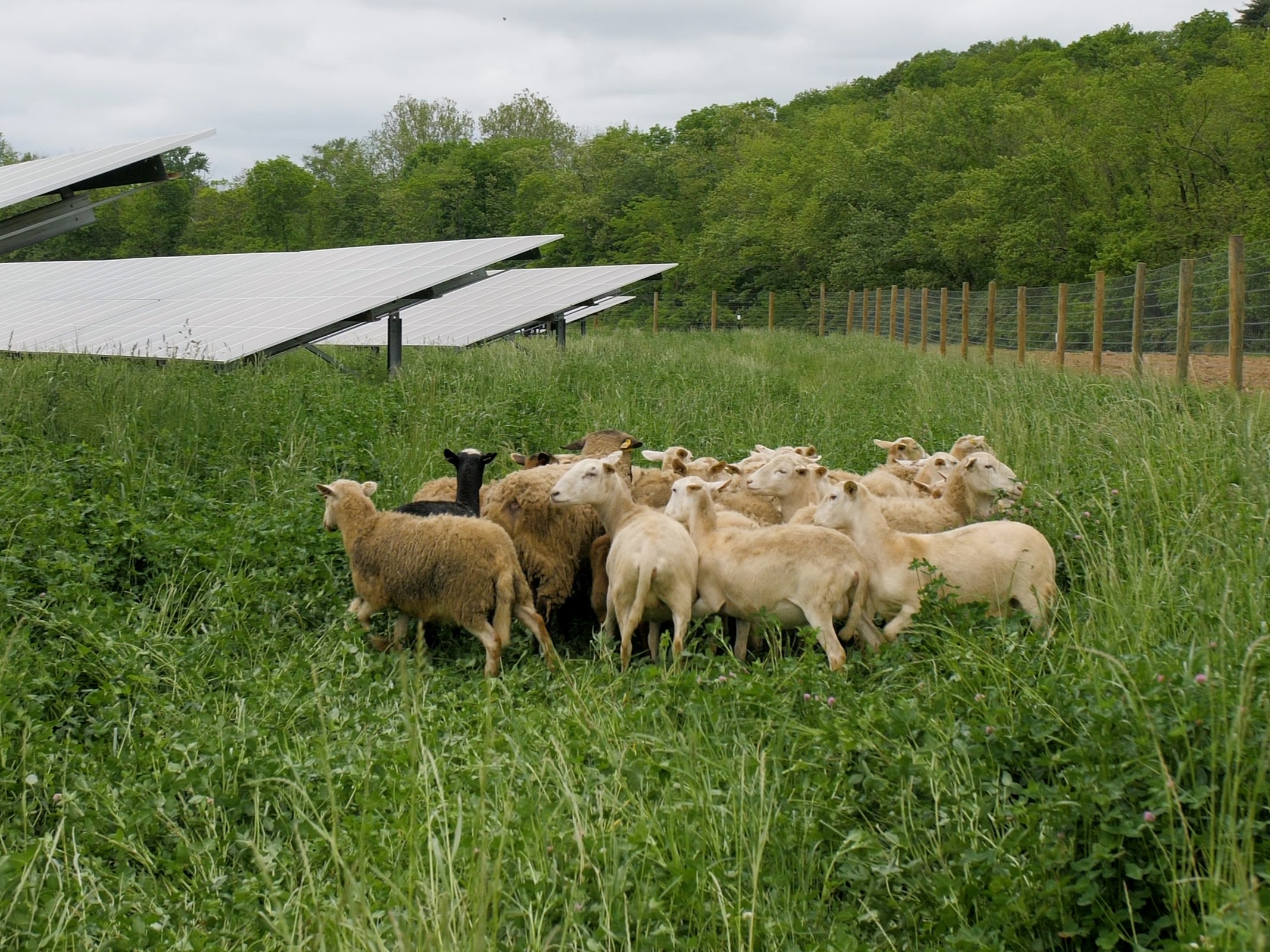 Solar Grazing: Wood-Mode’s Newest Sustainability Strategy